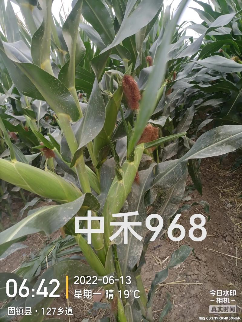 好产品一起分享 #农业技术推广 #感谢支持感谢关注